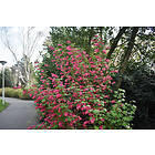 Omnia Garden Rosenrips 'King Edward VII' 3-pack