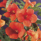 Omnia Garden Trumpetranka, 40-60 cm 5-pack