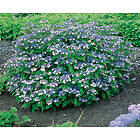 Omnia Garden Purpurhortensia 'Bluebird' CO 3-pack
