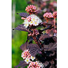 Omnia Garden Smällspirea Tiny Wine, 1-pack