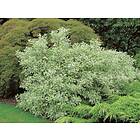 Omnia Garden Rysk kornell 'Elegantissima' CO 5-pack