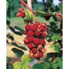 Omnia Garden Vinhallon, 30-50 cm 1-pack