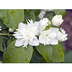 Omnia Garden Kameliaschersmin CO 10-pack
