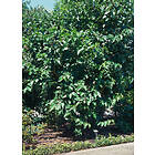 Omnia Garden Svarta mullbär, 30-50 cm 5-pack