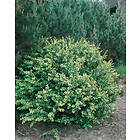 Omnia Garden Japansk järnek 'Convexa' CO, 20-30 cm 1-pack
