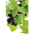 Omnia Garden Svarta vinbär 'Storklas', 60-80 cm 3-pack