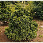 Omnia Garden Japansk dvärgcypress 'Nana Gracilis', 20-25 cm 10-pack
