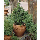 Omnia Garden Buxbom CO, 30-40 cm 10-pack