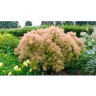 Omnia Garden Perukbuske 'Young Lady', 1-pack