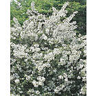 Omnia Garden Bukettapel CO 100-pack
