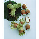 Omnia Garden Hasselnöt Storfruktig 'Cosford', 30-50 cm 1-pack