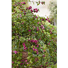 Omnia Garden Doorenbos-snöbär 'Magic Berry' CO 10-pack