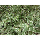 Omnia Garden Rysk kornell, 5-pack