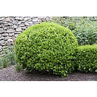 Omnia Garden Buxbom 'Faulkner' Klotformad 3-pack
