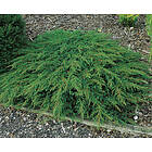 Omnia Garden Matt-en 'Green Carpet', 30-35 cm 5-pack