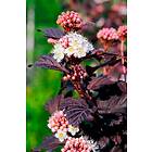 Omnia Garden Smällspirea Tiny Wine, 5-pack