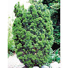 Omnia Garden Hybrididegran 'Hicksii', 50-60 co 5-pack