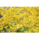 Omnia Garden Hybridforsythia 'Freja' Eco 10-pack