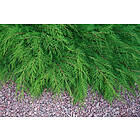 Omnia Garden Kryptuja, 10-pack