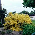 Omnia Garden Vårginst 'Allgold' CO 1-pack