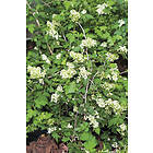 Omnia Garden Stefanandra Liten CO D9-11 cm, 10-pack