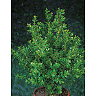 Omnia Garden Buxbom småbladig 'Faulkner' CO, 30-40 cm 10-pack