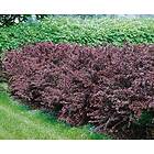 Omnia Garden Röd häckberberis CO 5-pack
