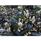 Omnia Garden Lagerhägg 'Herbergii' 1-pack
