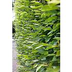 Omnia Garden Avenbok CO 20-p