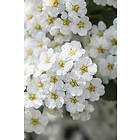 Omnia Garden Bukettspirea 100-pack