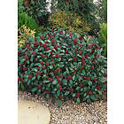 Omnia Garden Vinterbär 'Rubella' CO 3-pack