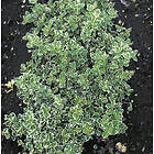 Omnia Garden Klätterbenved 'Emerald Gaiety' CO D9-11 cm, 10-pack