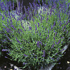 Omnia Garden Lavendel 'Hidcote' 2l 4-pack