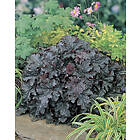 Omnia Garden Alunrot 'Plum Pudding', 6-pack