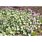 Omnia Garden Rosenplister 'Beacon Silver', 6-pack