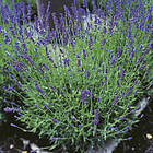 Omnia Garden Lavendel 'Hidcote' 2l 1-pack