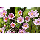 Omnia Garden Höstanemon 'Robustissima', 3-pack