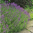 Omnia Garden Lavendel 'Munstead', 15-pack