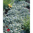 Omnia Garden Lammöron 'Silver Carpet', 6-pack