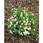 Omnia Garden Ölandstok Vit 'Abbotswood' CO D9-11 cm, 10-pack