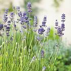 Omnia Garden Lavendel 'Munstead' 2l 1-pack