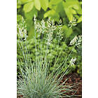 Omnia Garden Blåsvingel 'Elijah Blue', 15-pack