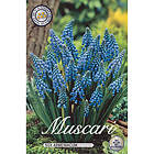 Sam van Schooten Pärlhyacint, Muscari Armeniacum 50 st