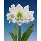 Sam van Schooten Amaryllis, Christmas Gift XXL lök 1 st