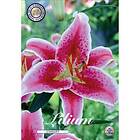 Sam van Schooten Lilja, Orient, Stargazer