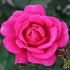 @plant Ros Kim Wall Rosa "Kim Wall", 10-pack GTG27905-10