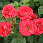 Budde Marktäckande Ros Charming Cover GTG27803B