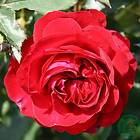 Budde Flerblommig Rabattros Kronborg GTG27795B