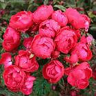 Budde Marktäckande Ros Morsdag Rosa "Morsdag", 1-pack GTG27813