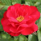 Budde Storblommig Buskros Hansaland Rosa "Hansaland", 5-pack GTG28285-5